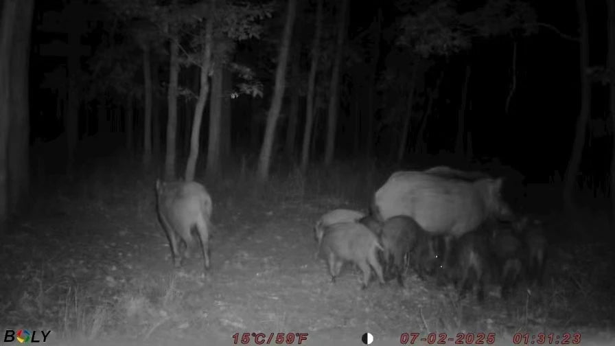 BolyGuard EzGo 4G Cellular Trail Camera 37MP Wildlife Hunting Cameras 940nm Night Vision IP68, Real-Time Alerts via App