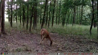 BolyGuard EzGo 4G Cellular Trail Camera 37MP Wildlife Hunting Cameras 940nm Night Vision IP68, Real-Time Alerts via App