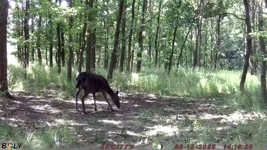 BolyGuard EzGo 4G Cellular Trail Camera 37MP Wildlife Hunting Cameras 940nm Night Vision IP68, Real-Time Alerts via App