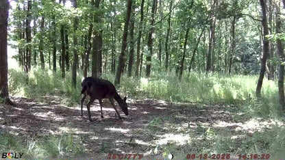 BolyGuard EzGo 4G Cellular Trail Camera 37MP Wildlife Hunting Cameras 940nm Night Vision IP68, Real-Time Alerts via App